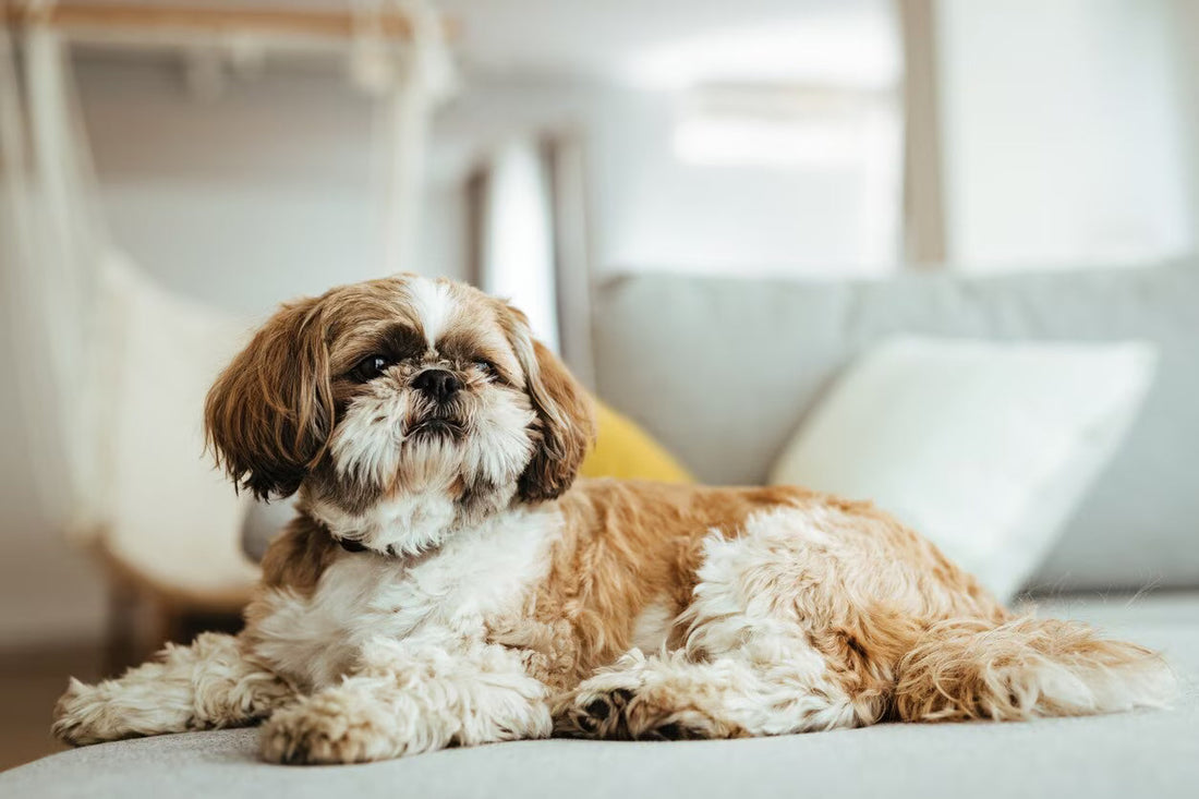 The 6 Best Dog Shampoos for Shih Tzus