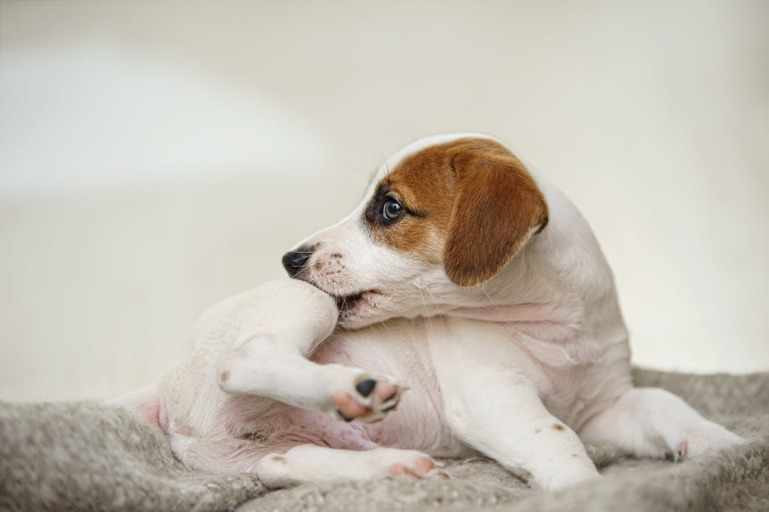 Itching & Allergy Pet Products Guide
