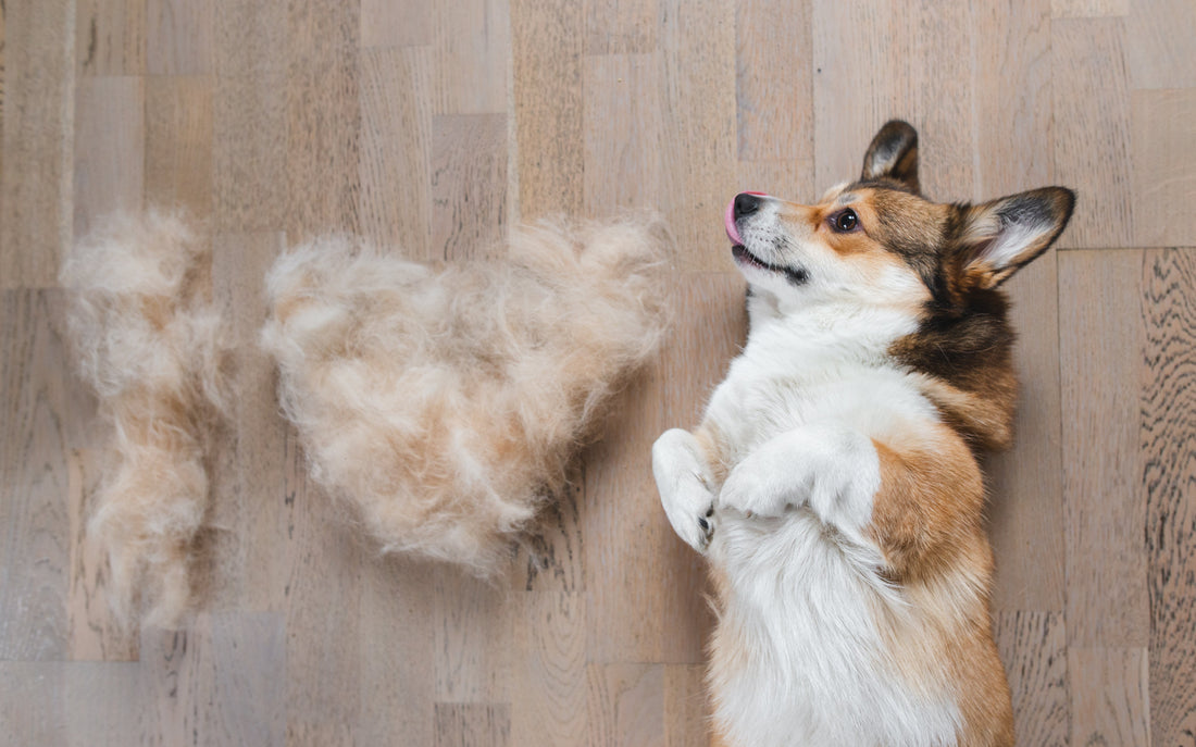 De-Shedding Pet Product Guide