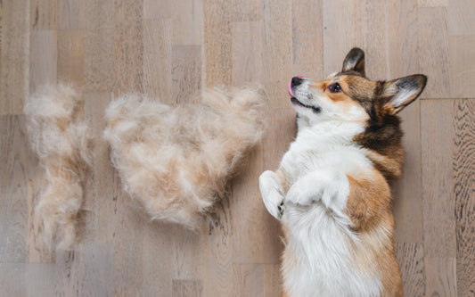 De-Shedding Pet Product Guide