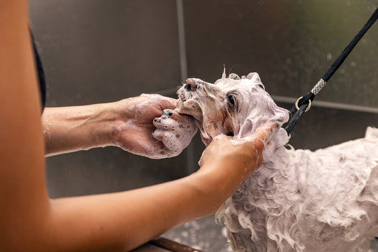 Brighten & Whiten Pet Products Guide