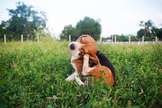 Flea and Tick Pet Products Guide