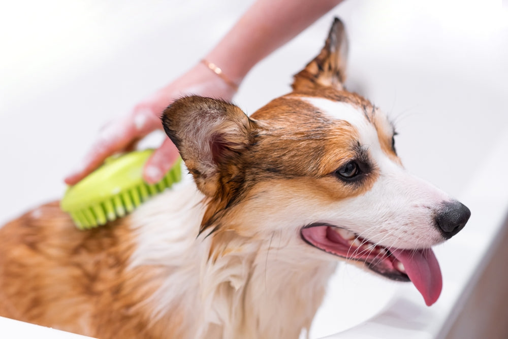 Conditioning Pet Products Guide