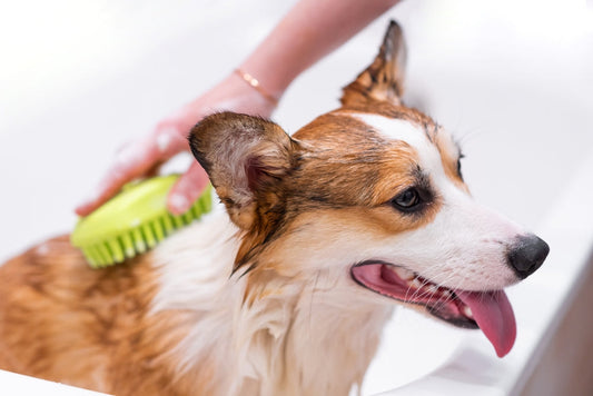 Conditioning Pet Products Guide