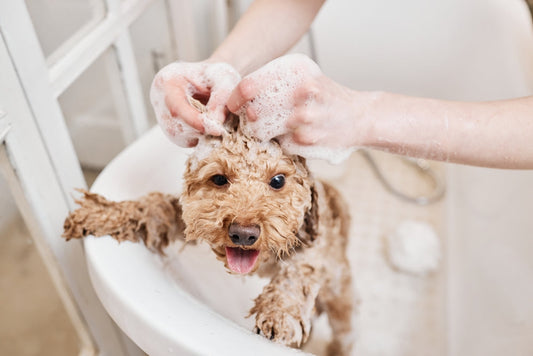 Clarifying Pet Products Guide