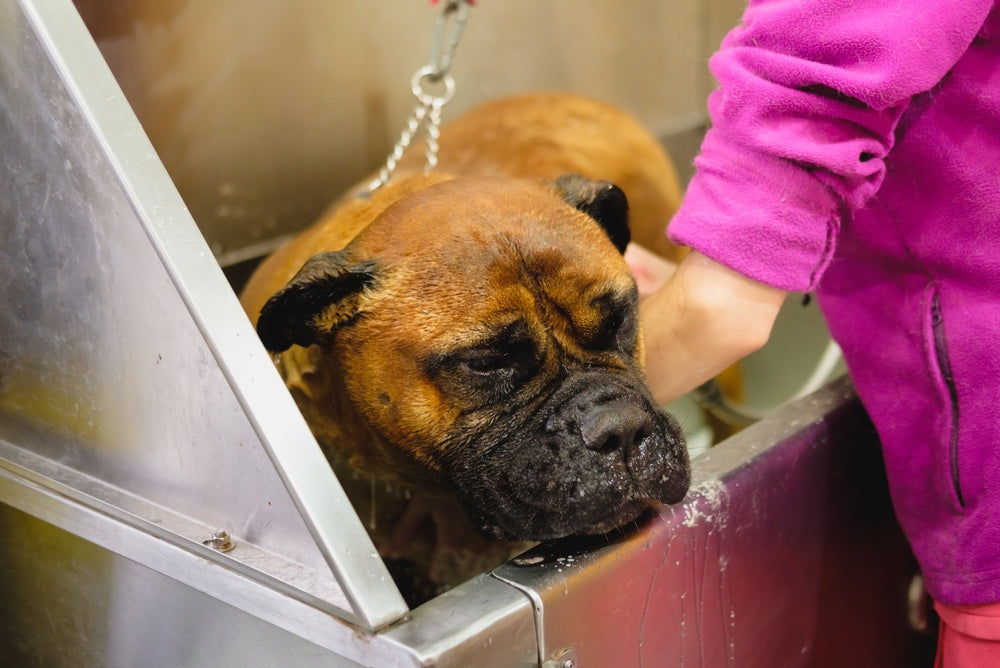 Concentrated Formula Pet Products Guide