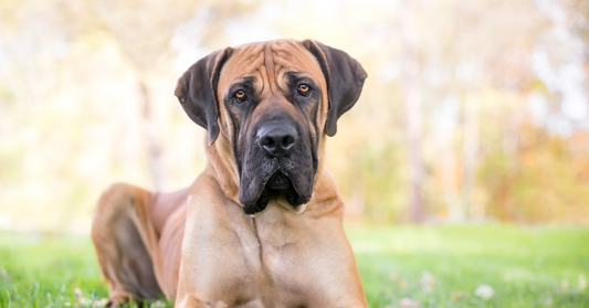 The 6 Best Dog Shampoos for Cane Corsos