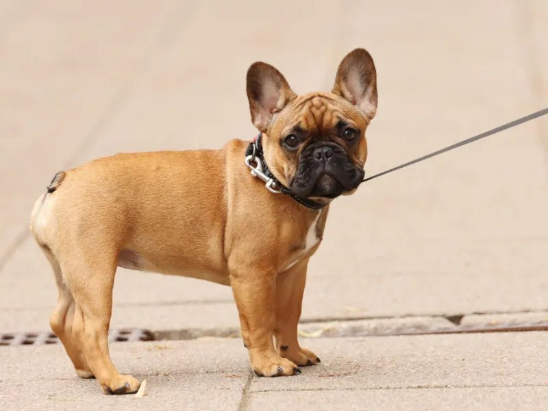 The 4 Best Dog Conditioners for French Bulldogs - Lillian Ruff
