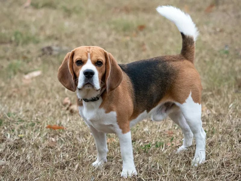 The 6 Best Dog Shampoos for Beagles - Lillian Ruff