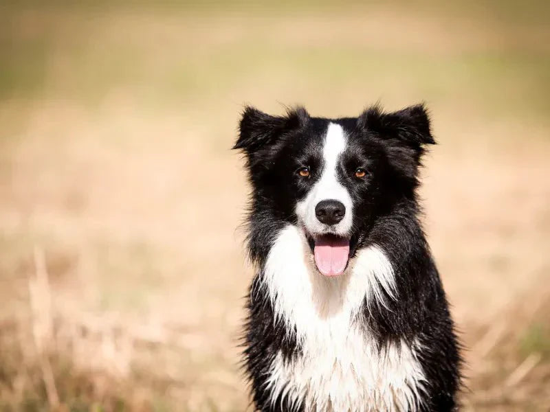 The 6 Best Dog Shampoos for Border Collies - Lillian Ruff