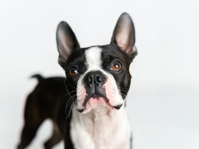 The 6 Best Dog Shampoos for Boston Terriers - Lillian Ruff
