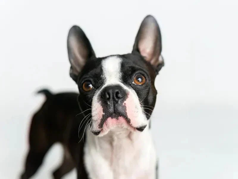 The 6 Best Dog Shampoos for Boston Terriers - Lillian Ruff