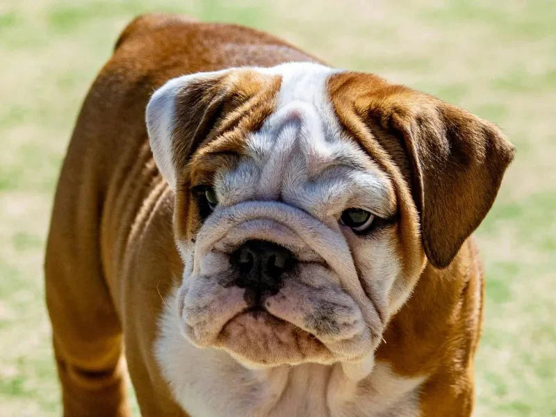 The 6 Best Dog Shampoos for Bulldogs - Lillian Ruff