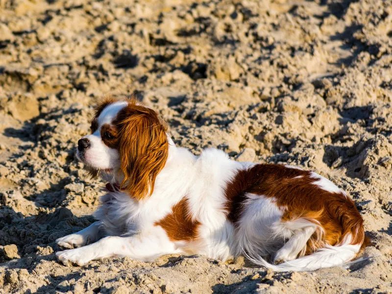The 6 Best Dog Shampoos for Cavalier King Charles Spaniels - Lillian Ruff