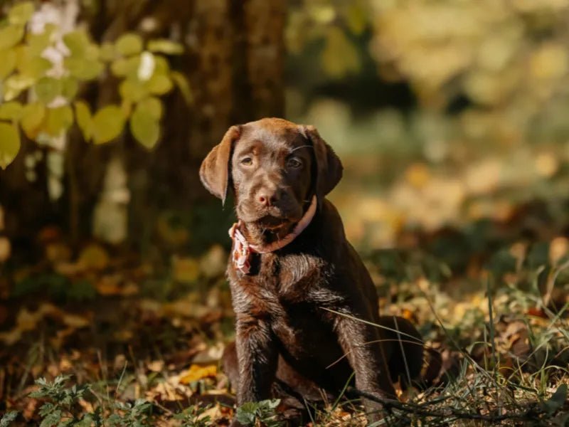 The 6 Best Dog Shampoos for Chocolate Labs - Lillian Ruff