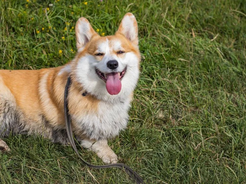 The 6 Best Dog Shampoos for Corgis - Lillian Ruff