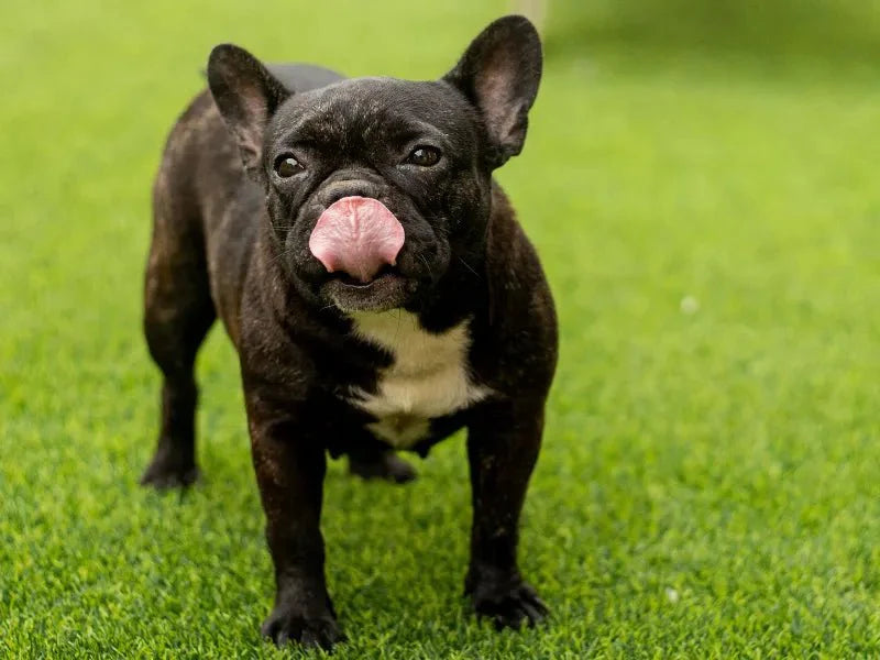 The 6 Best Dog Shampoos for French Bulldogs - Lillian Ruff