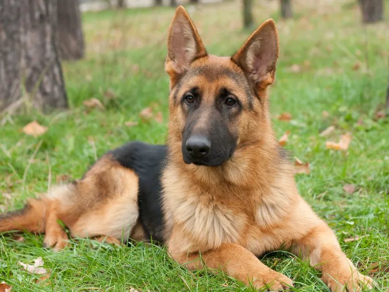 The 6 Best Dog Shampoos for German Shepherds - Lillian Ruff