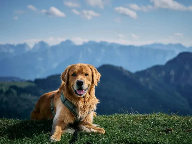 The 6 Best Dog Shampoos for Golden Retrievers - Lillian Ruff