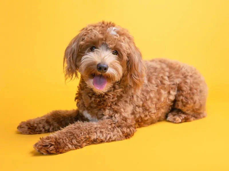 The 6 Best Dog Shampoos for Goldendoodles - Lillian Ruff