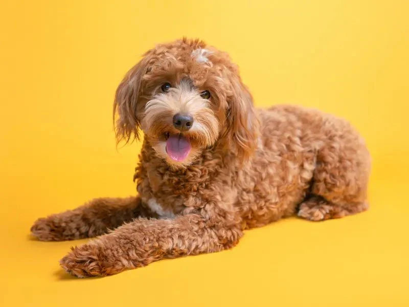 The 6 Best Dog Shampoos for Goldendoodles - Lillian Ruff