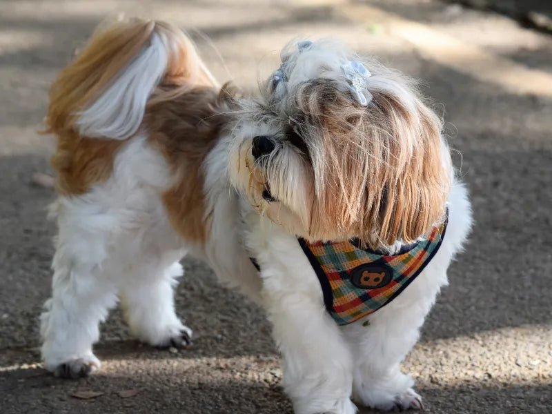 The 6 Best Dog Shampoos for Havanese Pups - Lillian Ruff