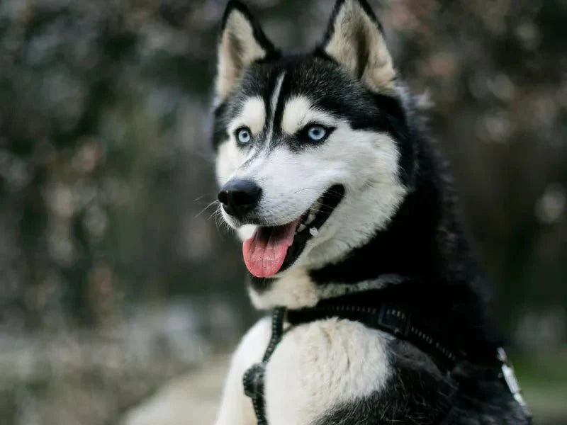 The 6 Best Dog Shampoos for Huskies - Lillian Ruff