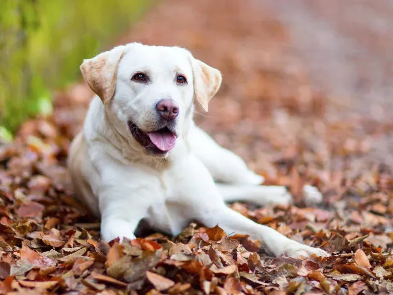 The 6 Best Dog Shampoos for Labrador Retrievers - Lillian Ruff