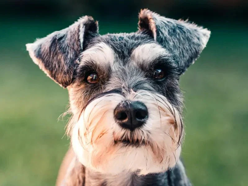 The 6 Best Dog Shampoos for Miniature Schnauzers - Lillian Ruff