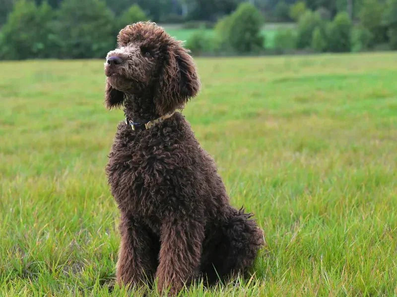 The 6 Best Dog Shampoos for Poodles - Lillian Ruff
