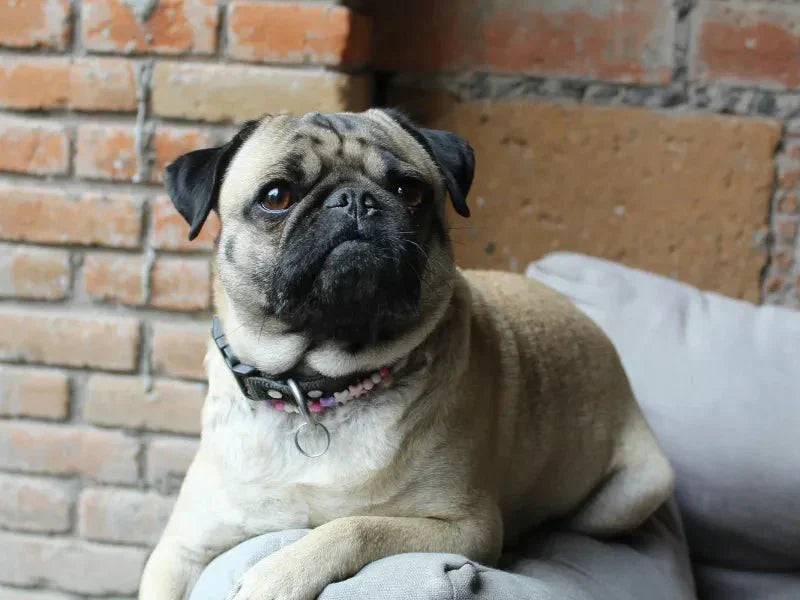 The 6 Best Dog Shampoos for Pugs - Lillian Ruff