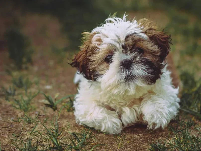 The 6 Best Dog Shampoos for Shih Tzus - Lillian Ruff