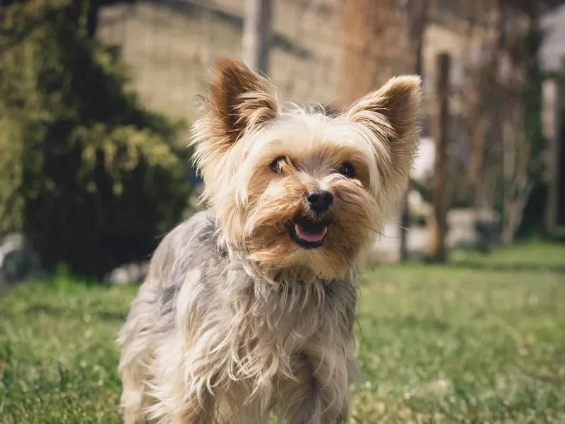 The 6 Best Dog Shampoos for Yorkies - Lillian Ruff