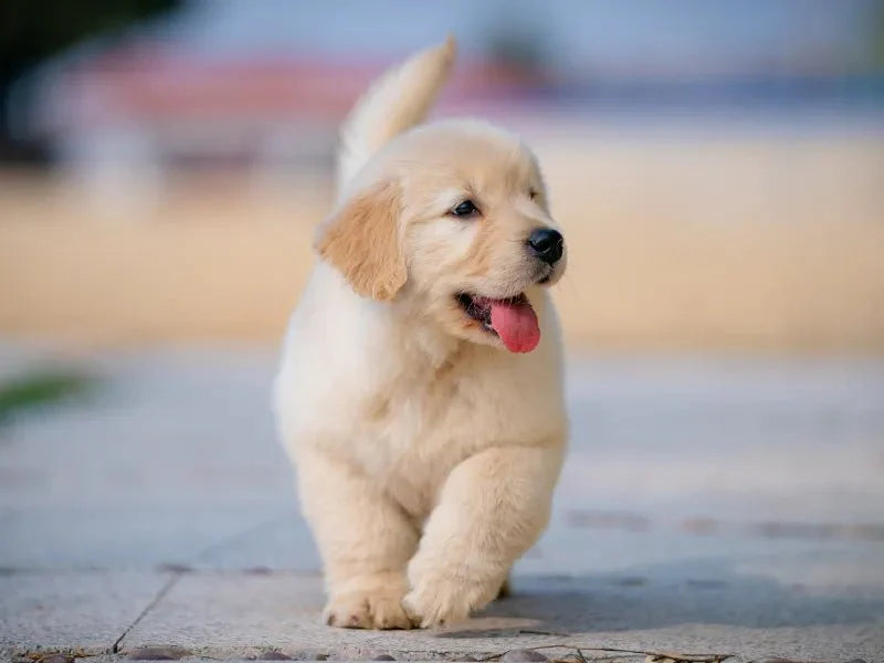 The 6 Best Waterless Dog Shampoos - Lillian Ruff