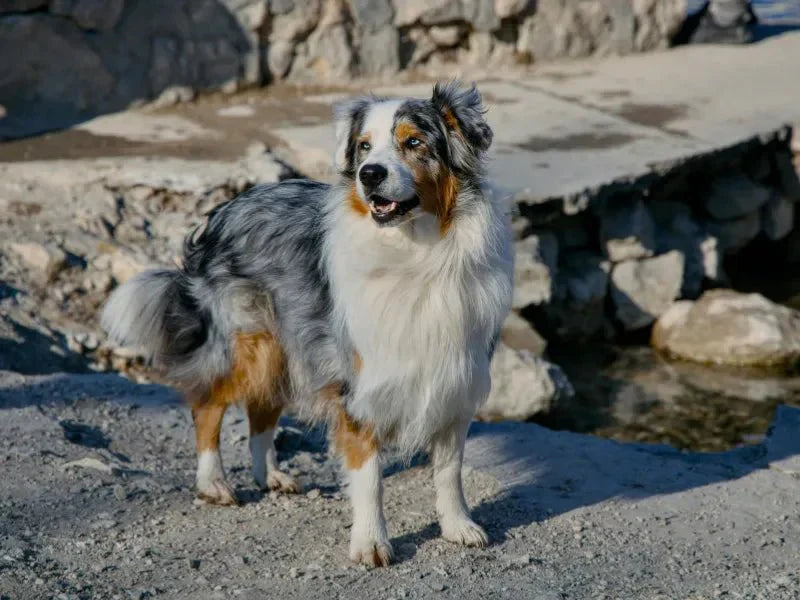 The 7 Best Dog Shampoos for Australian Shepherds - Lillian Ruff