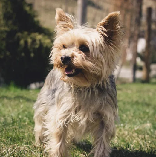 How to Groom Your Yorkies at Home 101: Steps, Tips and More