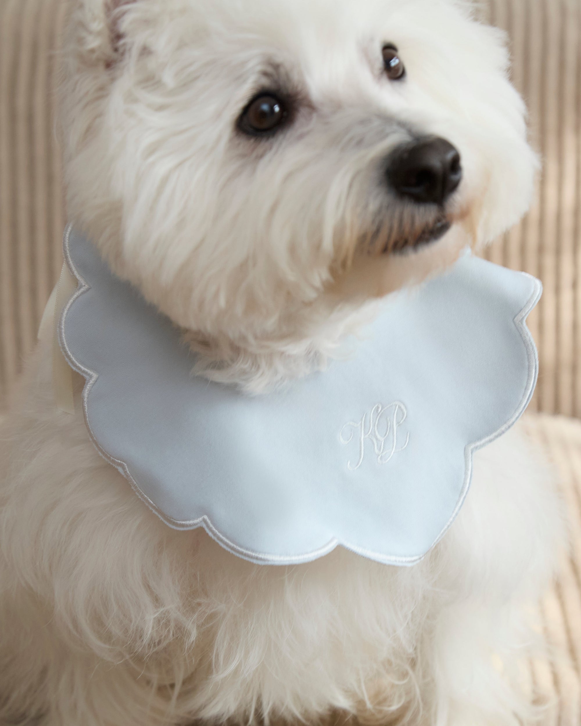 Camille Collar
