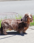 Waterproof Dog Collar | Black