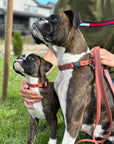 Celtic Sport Leather Collar and Leash Set