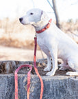 Pro Line Leather Hunting Dog Leash