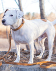Pro Line Leather Hunting Dog Collar