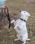 Pro Line Leather Hunting Dog Collar
