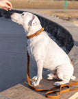Pro Line Leather Hunting Dog Collar