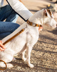 Traditional Earth Brown Leather Dog Leash