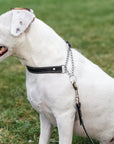 Martingale Leather Dog Collar