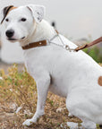 Martingale Leather Dog Collar