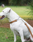 Martingale Leather Dog Collar