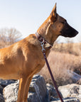 Modern Style Quick-Release Leather Dog Collar