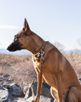 Modern Style Leather Dog Leash