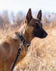Modern Style Quick-Release Leather Dog Collar